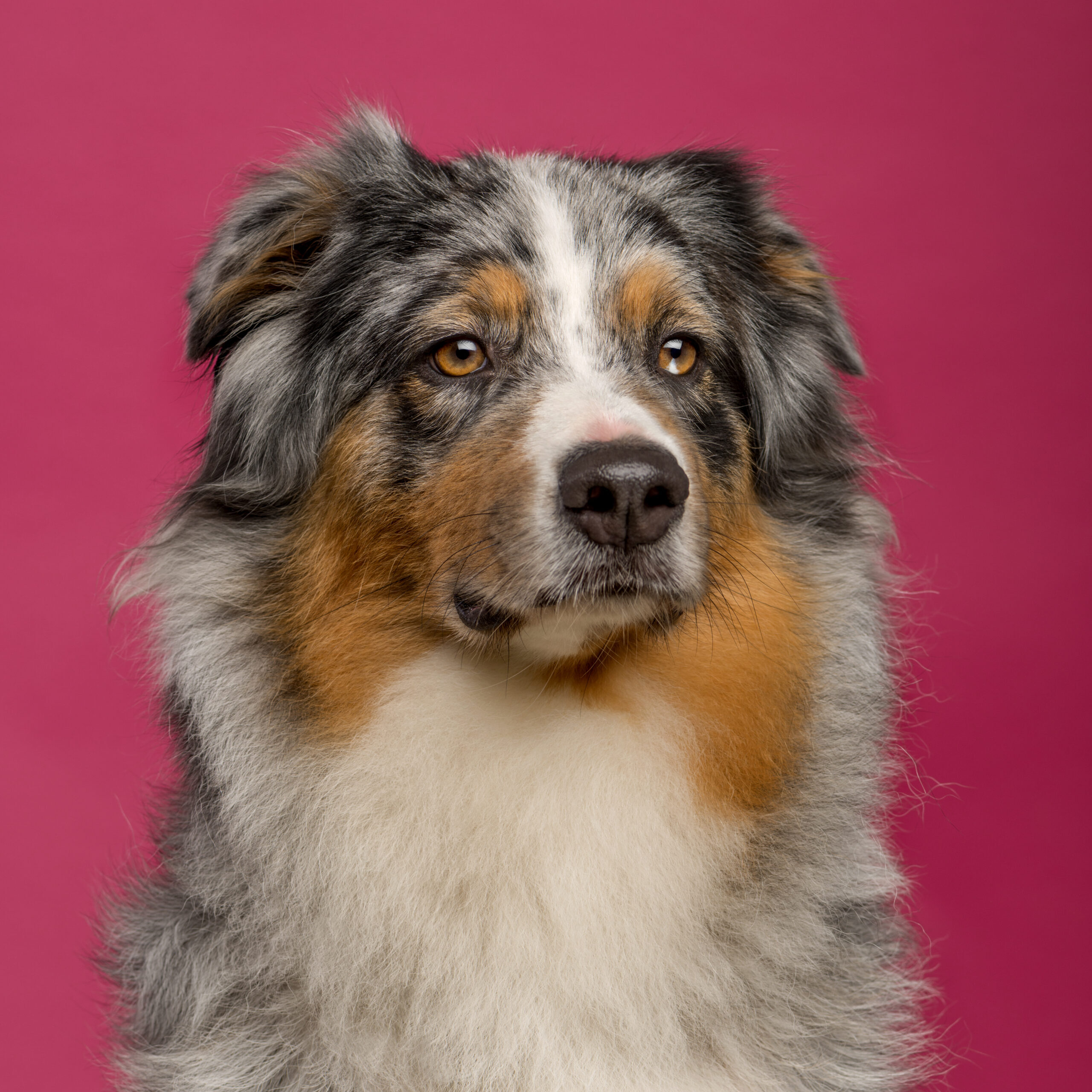 Midwest Australian Shepherd Rescue (MASR)) | Saving people, one dog at ...